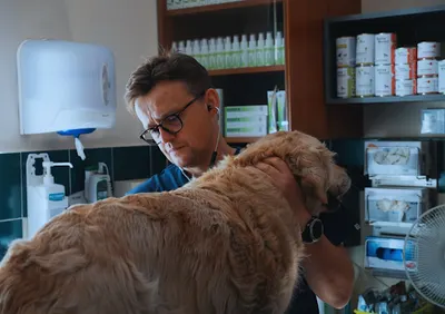 Klinika Teodorowscy - klinika weterynaryjna, lecznica dla zwierząt